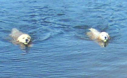 Levi and Bella out for a swim