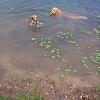 Levi and Ziva swimming..
