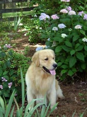 Levi in the flowers . . .